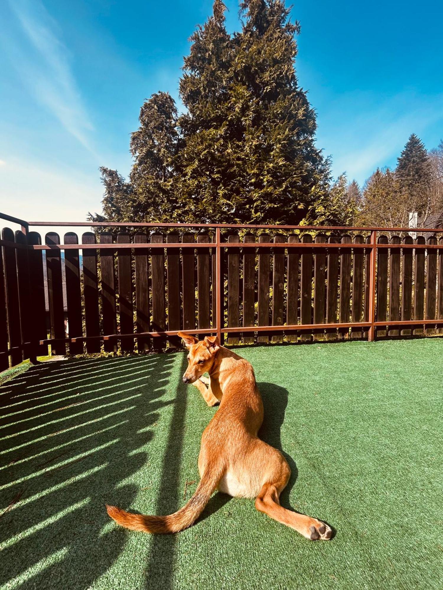 Willa Karolinka Stroza - Pet Friendly *